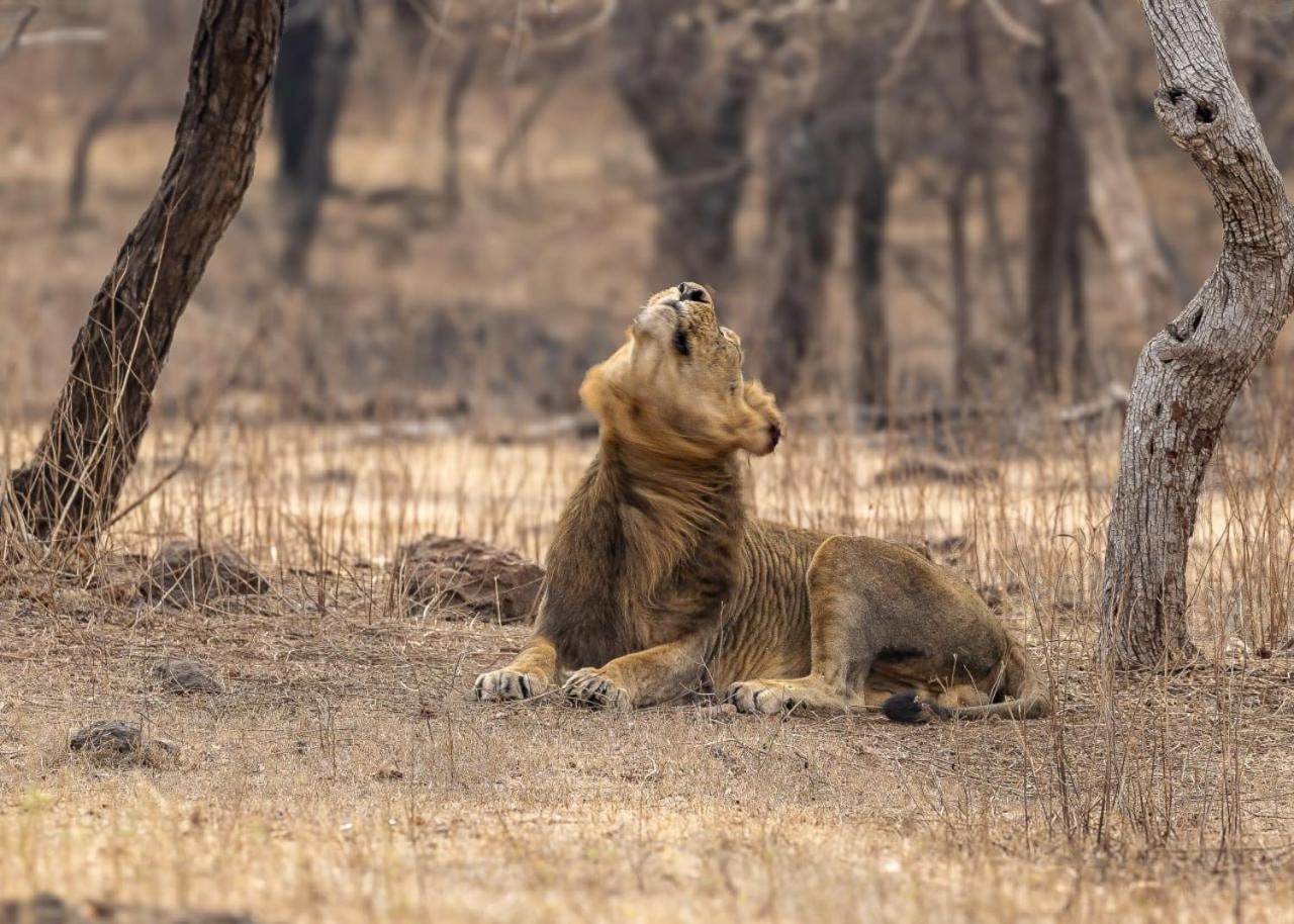 Gir Birding Lodge ササン・ギル エクステリア 写真