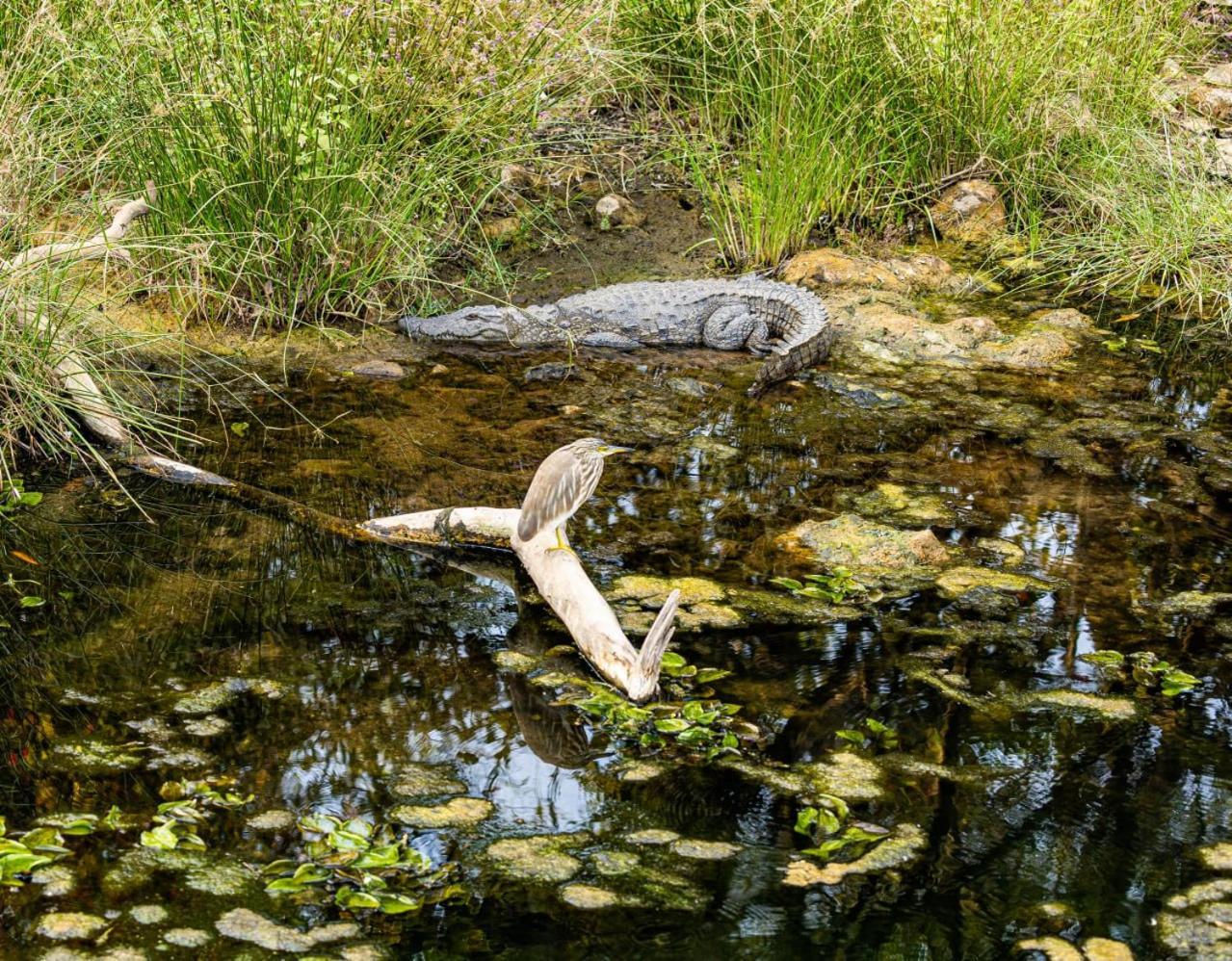 Gir Birding Lodge ササン・ギル エクステリア 写真